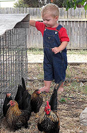 Child with Japanese bantams