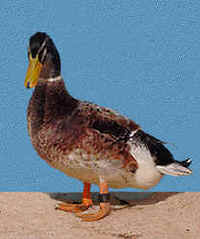 Appleyard bantam drake