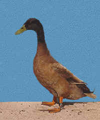Khaki Campbell drake