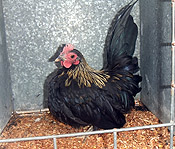A very young cockerel starting training