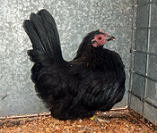 A very young pullet's first day in training